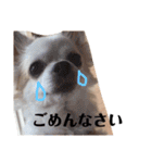 リッキースタンプです！（個別スタンプ：3）