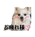 リッキースタンプです！（個別スタンプ：5）