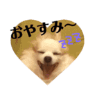 リッキースタンプです！（個別スタンプ：6）