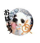 リッキースタンプです！（個別スタンプ：7）