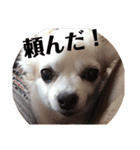 リッキースタンプです！（個別スタンプ：9）
