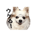 リッキースタンプです！（個別スタンプ：10）