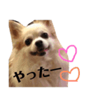 リッキースタンプです！（個別スタンプ：21）