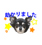 使えるチワワスタンプ3（個別スタンプ：28）