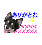 使えるチワワスタンプ3（個別スタンプ：29）