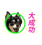 使えるチワワスタンプ3（個別スタンプ：33）