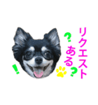 使えるチワワスタンプ3（個別スタンプ：37）