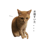 茶トラ猫スズちゃん【実写版】（個別スタンプ：3）