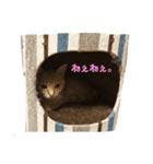 茶トラ猫スズちゃん【実写版】（個別スタンプ：12）