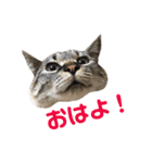 まるごとリンちゃん（個別スタンプ：1）