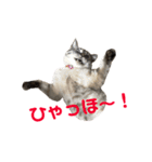 まるごとリンちゃん（個別スタンプ：3）