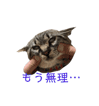 まるごとリンちゃん（個別スタンプ：8）