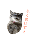 まるごとリンちゃん（個別スタンプ：13）