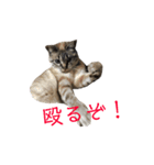 まるごとリンちゃん（個別スタンプ：17）