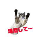 まるごとリンちゃん（個別スタンプ：18）