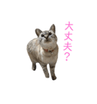 まるごとリンちゃん（個別スタンプ：19）