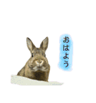 うたっちチョコ（個別スタンプ：2）