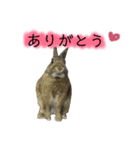 うたっちチョコ（個別スタンプ：10）