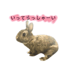 うたっちチョコ（個別スタンプ：17）