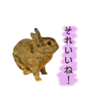 うたっちチョコ（個別スタンプ：19）