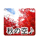 暮らしに花を♪紅葉（個別スタンプ：1）