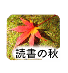 暮らしに花を♪紅葉（個別スタンプ：4）