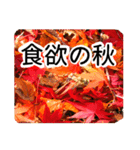 暮らしに花を♪紅葉（個別スタンプ：5）