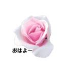 yasuおばさんの薔薇の挨拶（個別スタンプ：1）