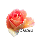 yasuおばさんの薔薇の挨拶（個別スタンプ：4）