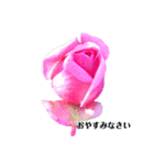 yasuおばさんの薔薇の挨拶（個別スタンプ：5）