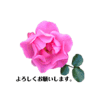 yasuおばさんの薔薇の挨拶（個別スタンプ：14）