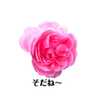 yasuおばさんの薔薇の挨拶（個別スタンプ：22）