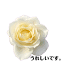 yasuおばさんの薔薇の挨拶（個別スタンプ：24）