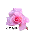 yasuおばさんの薔薇の挨拶（個別スタンプ：25）