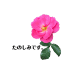 yasuおばさんの薔薇の挨拶（個別スタンプ：34）
