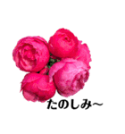 yasuおばさんの薔薇の挨拶（個別スタンプ：35）