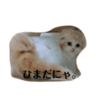 愛しのスコちゃん2（個別スタンプ：2）