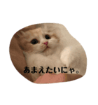 愛しのスコちゃん2（個別スタンプ：4）