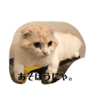 愛しのスコちゃん2（個別スタンプ：6）