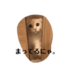 愛しのスコちゃん2（個別スタンプ：7）