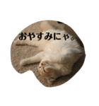 愛しのスコちゃん2（個別スタンプ：12）