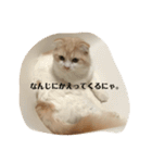 愛しのスコちゃん2（個別スタンプ：13）