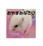 ハムスターのチョコちゃん（個別スタンプ：2）