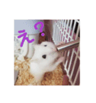 ハムスターのチョコちゃん（個別スタンプ：5）