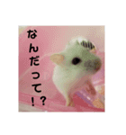 ハムスターのチョコちゃん（個別スタンプ：6）