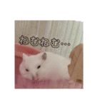 ハムスターのチョコちゃん（個別スタンプ：7）