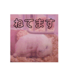ハムスターのチョコちゃん（個別スタンプ：8）