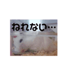 ハムスターのチョコちゃん（個別スタンプ：9）
