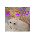 ハムスターのチョコちゃん（個別スタンプ：10）