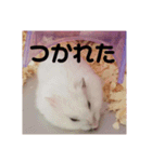 ハムスターのチョコちゃん（個別スタンプ：11）
